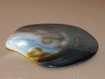 Lastura Pinctada margaritifera TPS100G Lastura Pinctada margaritifera TPS100G