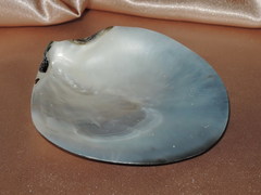 Lastura TPS100G 3.jpg TPS100G