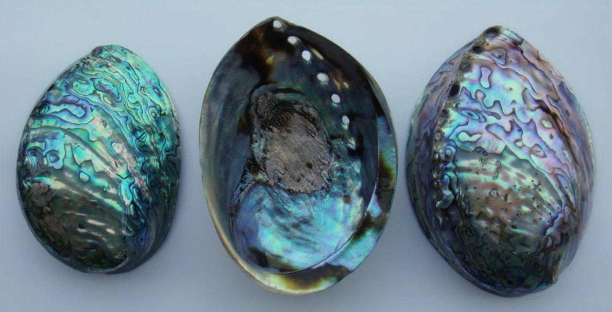 Abalone lastury na šperky