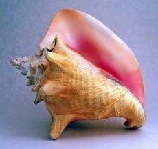 Conch perly růžové oválné